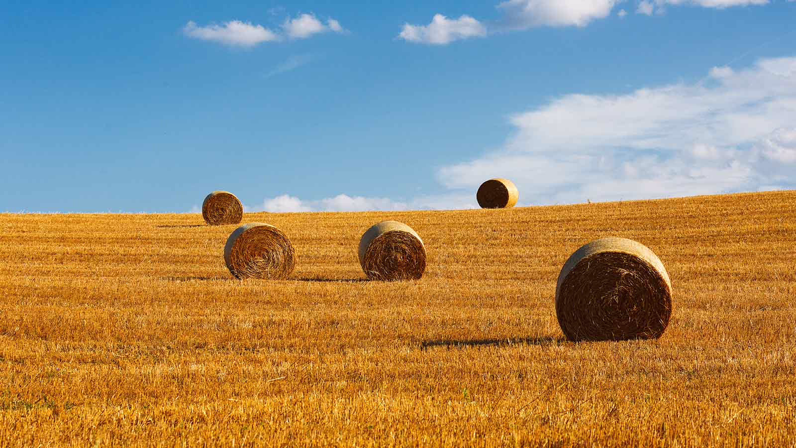 Field Hay