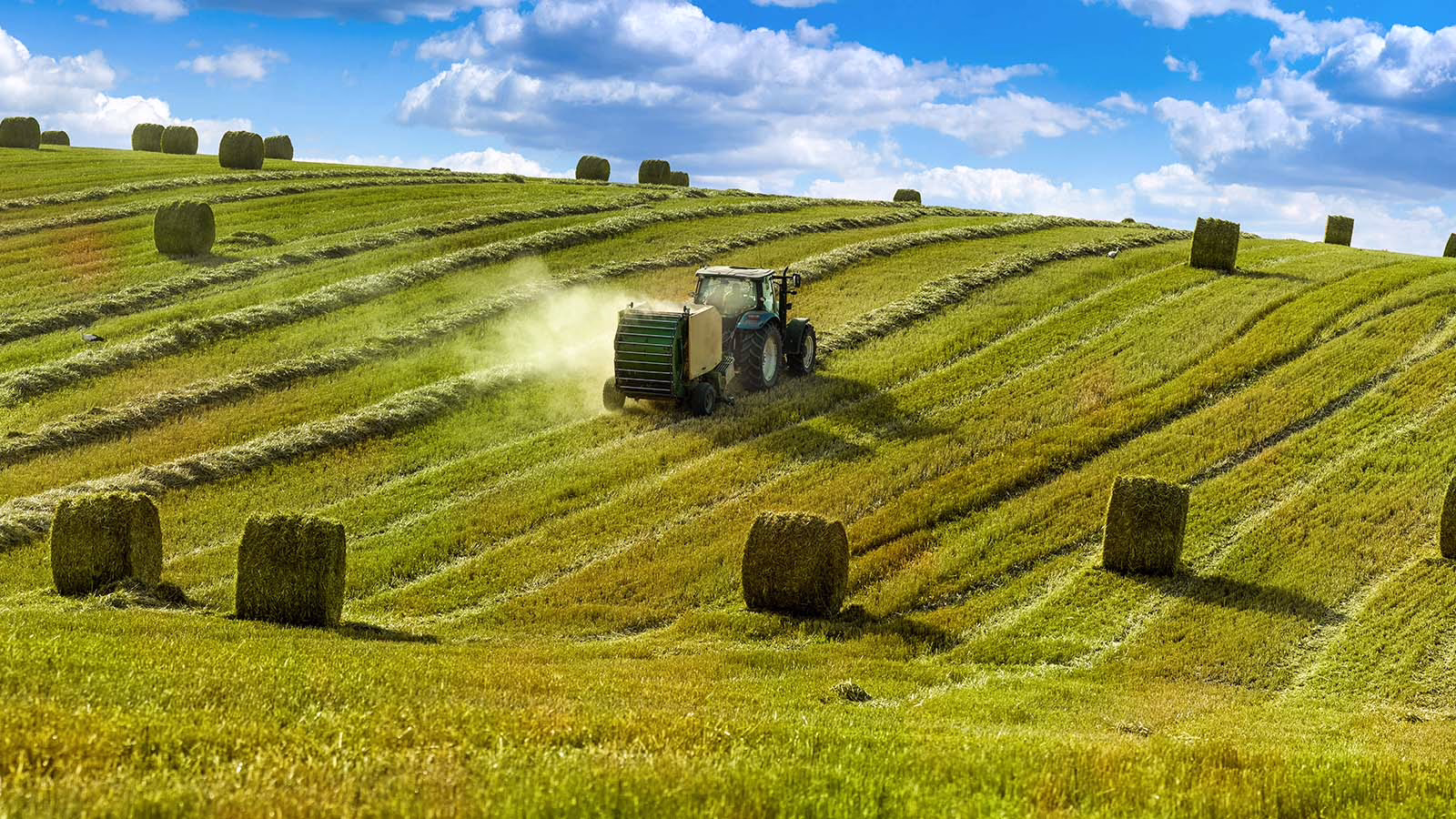 Greenhay Hero
