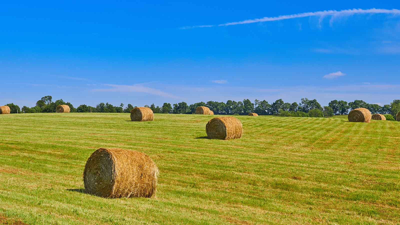 Hayinfield2