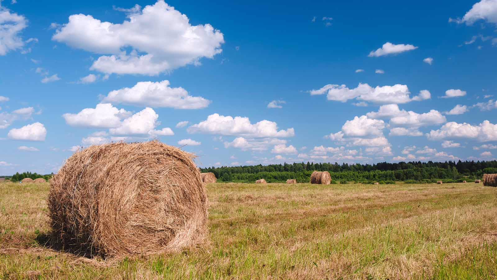 Hayinfield4