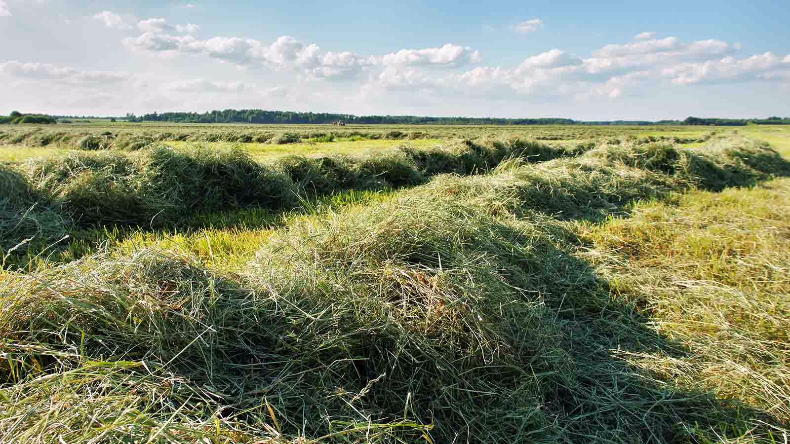 Mowed Hay