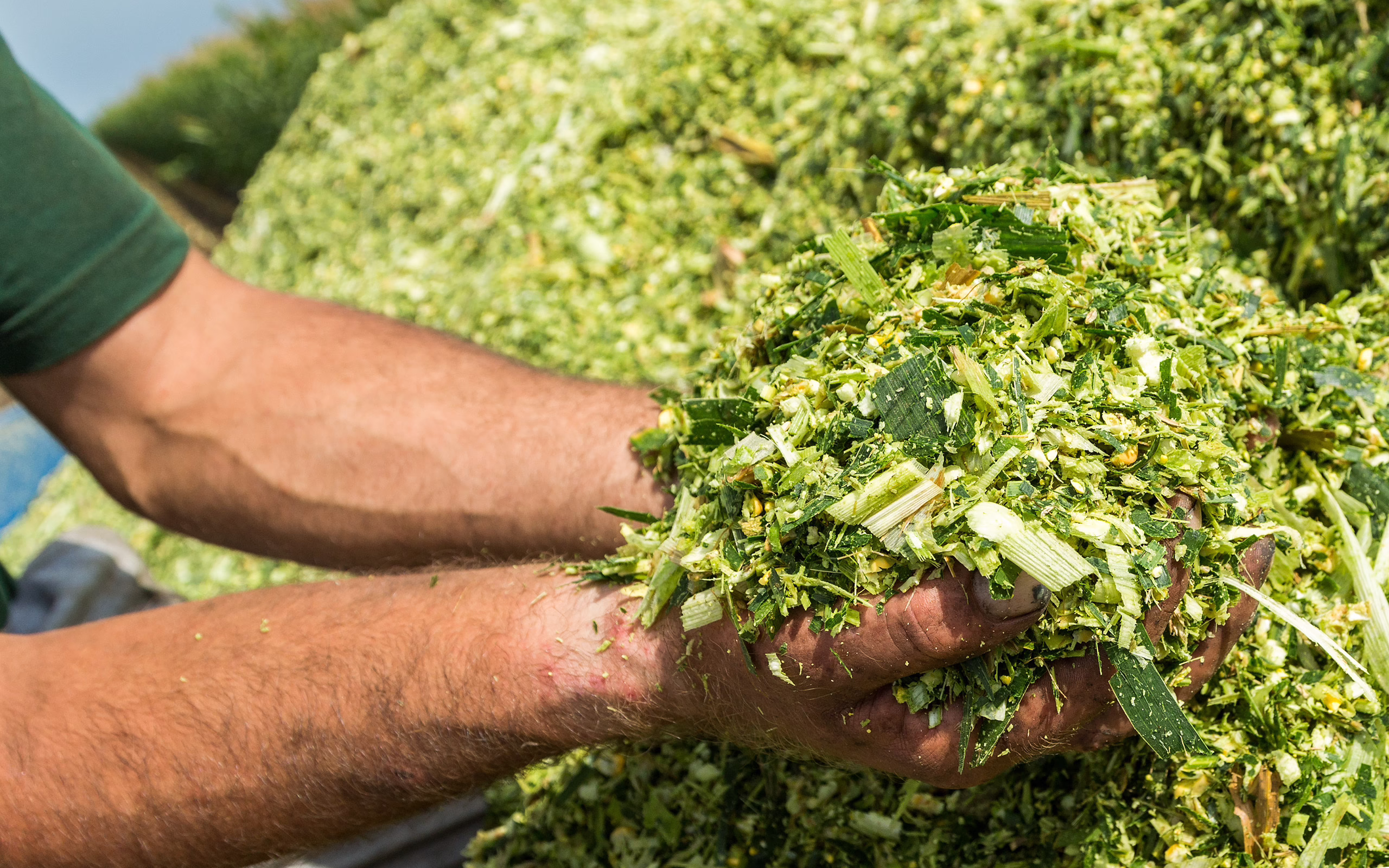 Man Holding Fresh Silage In Hand